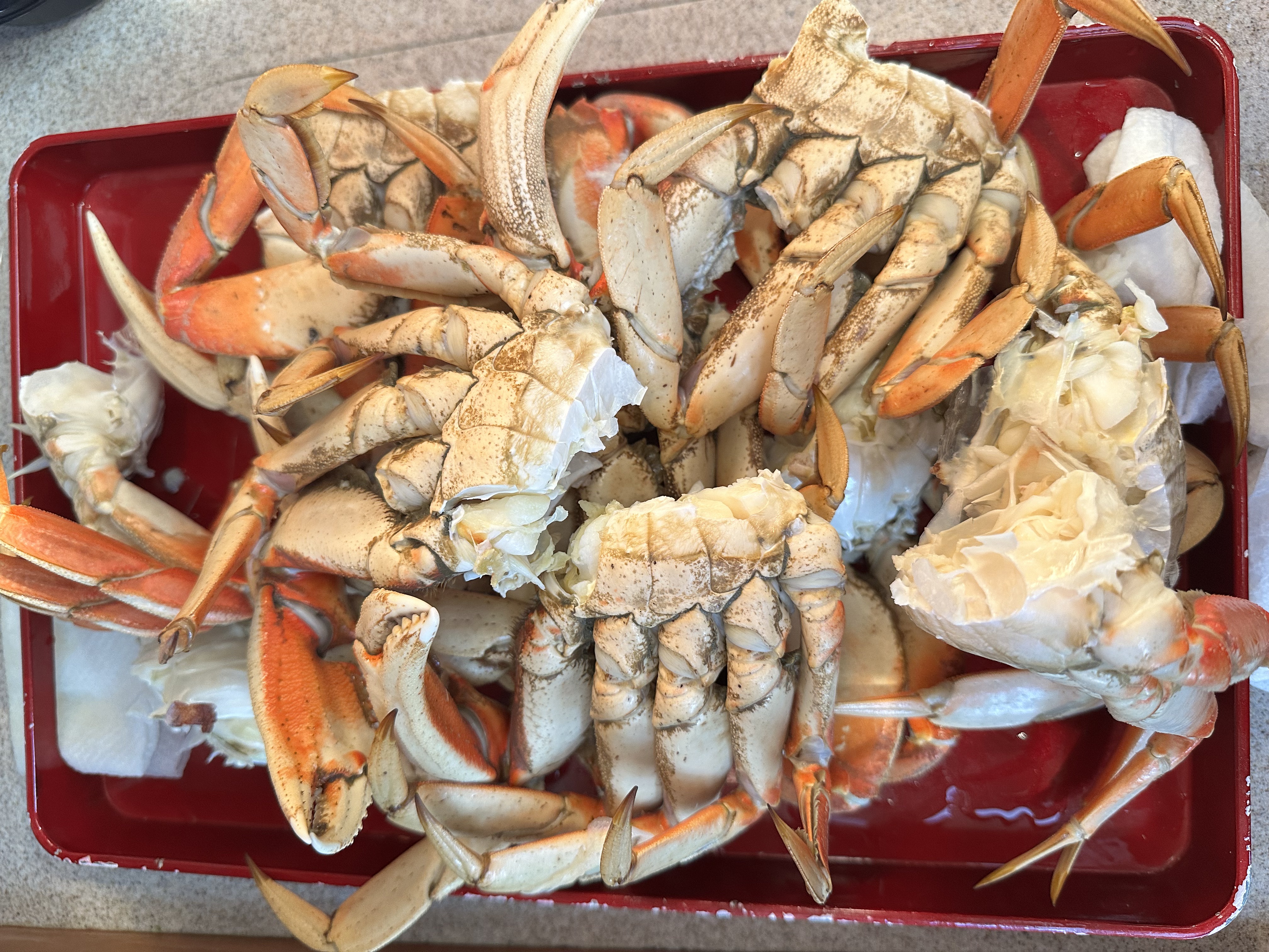 Dungeness crab caught at Spencer Spit