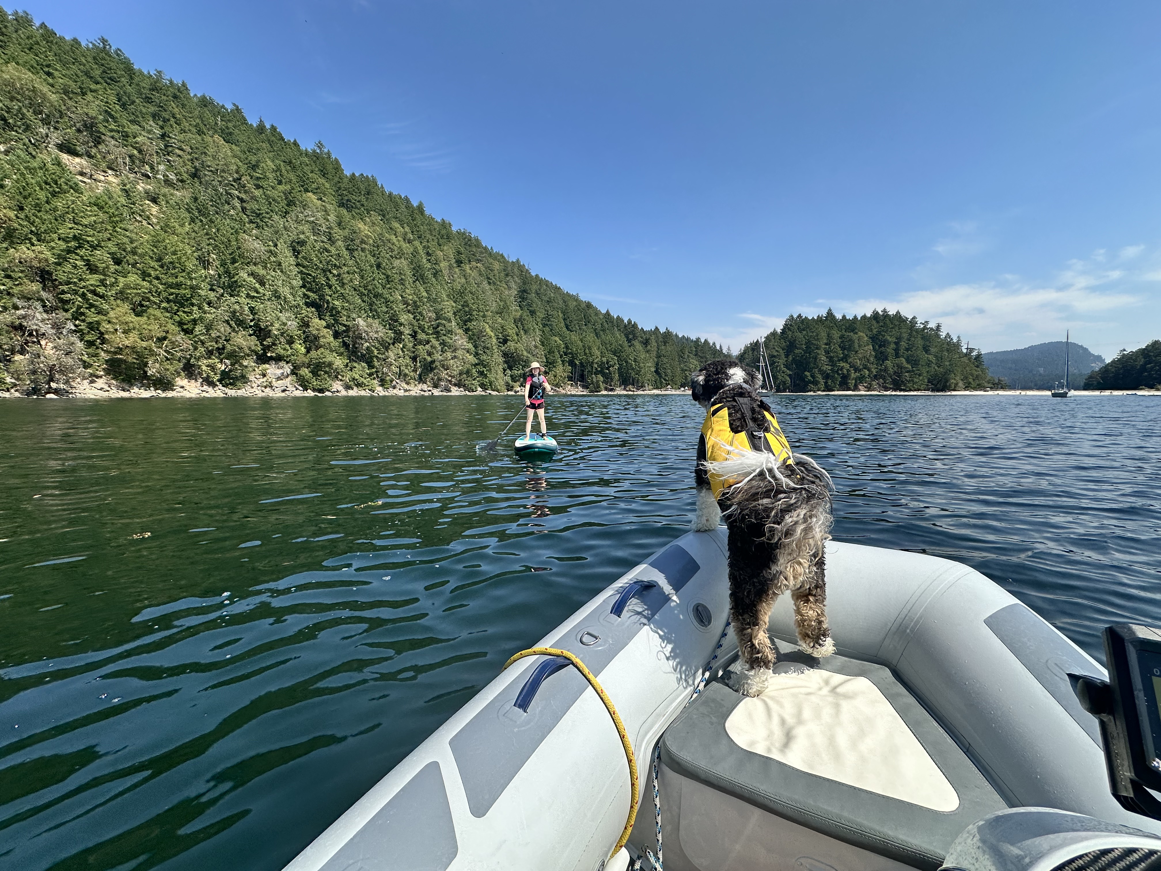 Shadow watching a paddleboard from the dinghy