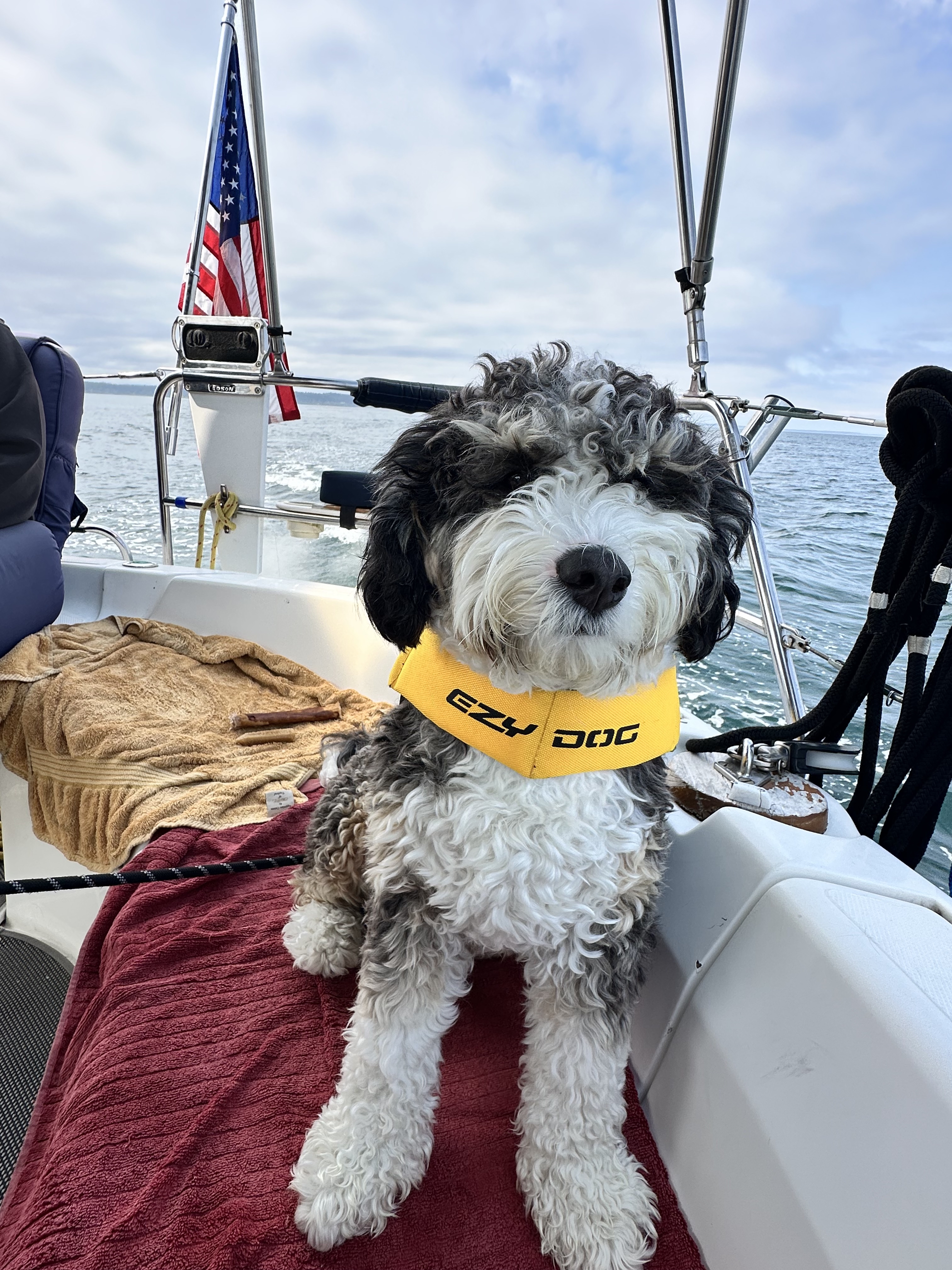 Shadow wearing his yellow EzyDog life jacket aboard Oceanus
