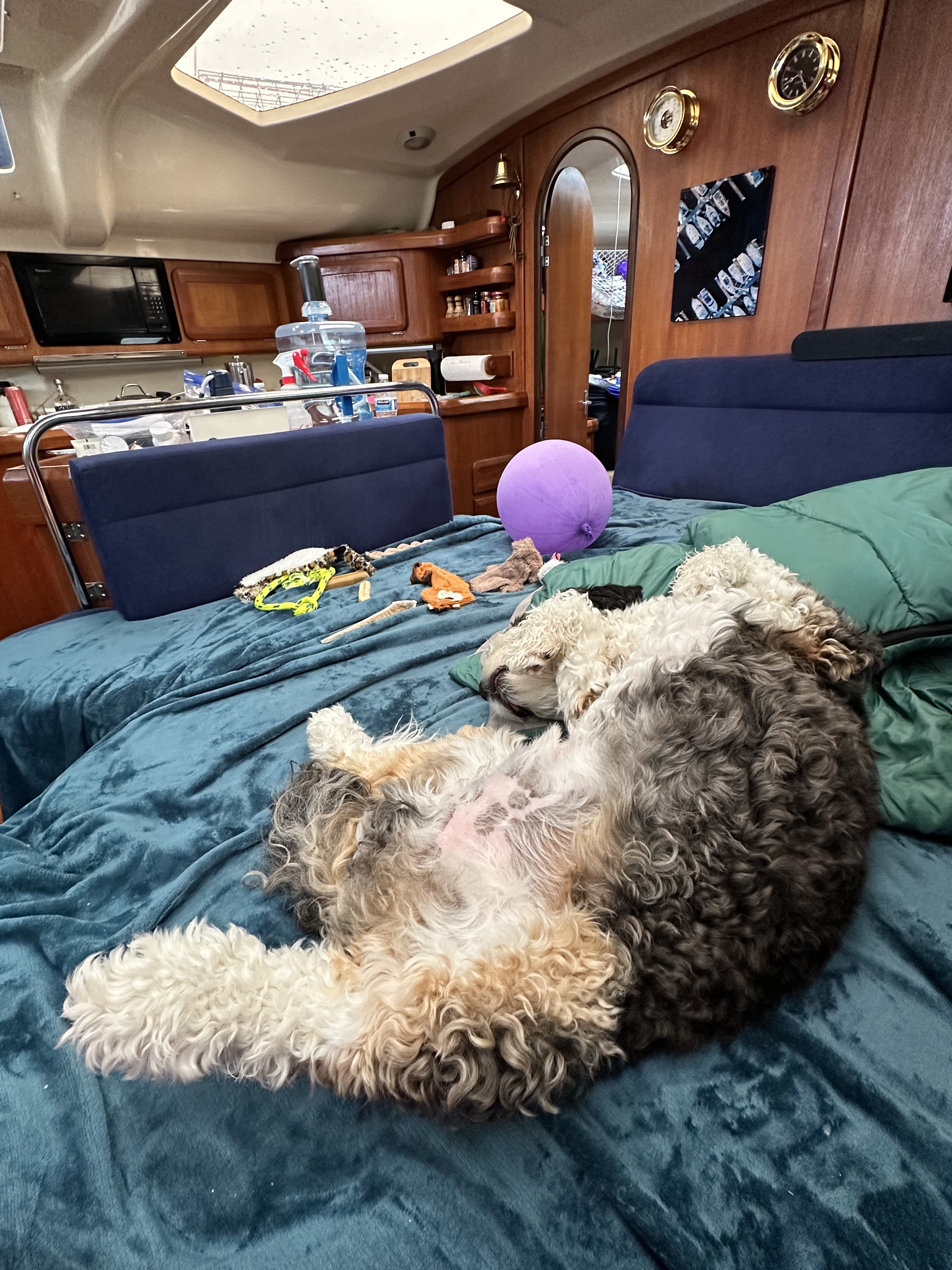Shadow asleep aboard Oceanus after a day of adventure