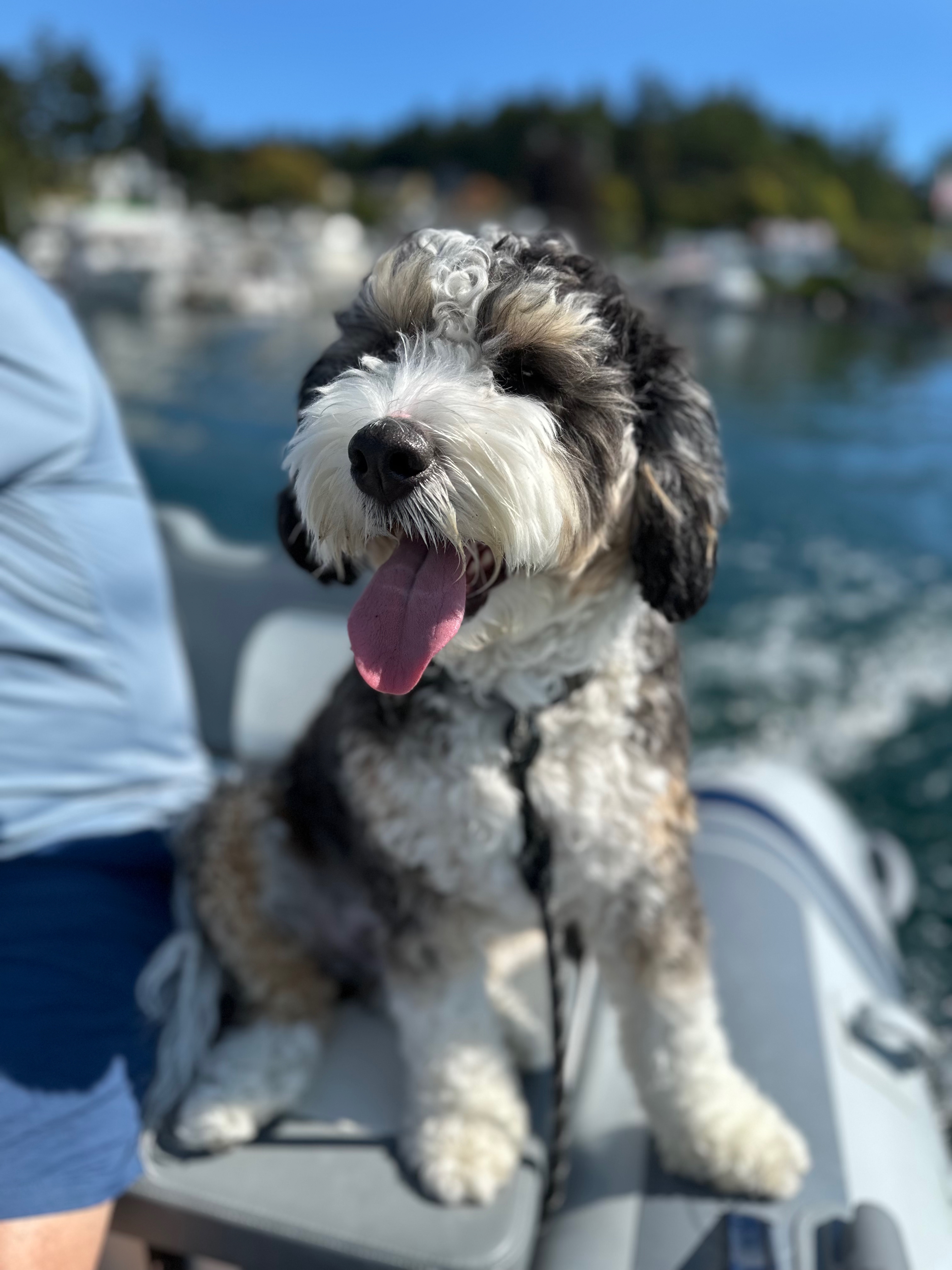 Shadow happily riding in the dinghy